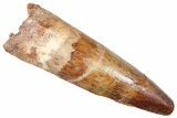 Fossil Spinosaurus Tooth - Real Dinosaur Tooth #372920-1